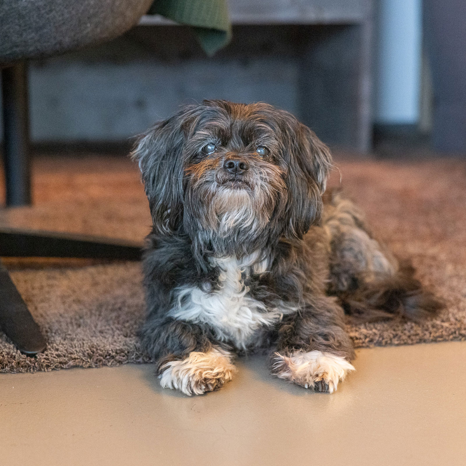 Unser Bürohund Rico