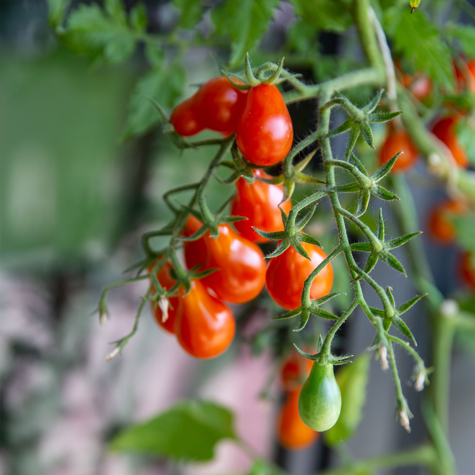 Eine Nahaufnahme einer Tomatenpflanze.