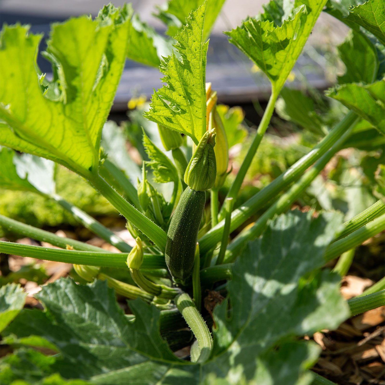 Eine Nahaufnahme einer Zucchini Pflanze im Hochbeet.