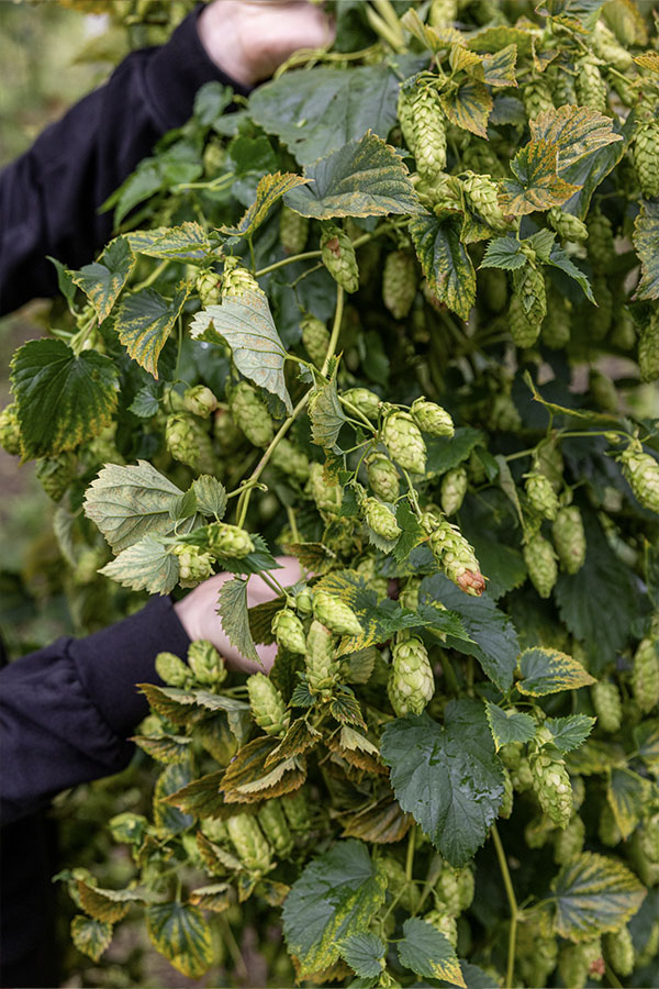 Reifer Hopfen an der hängenden Rebe.