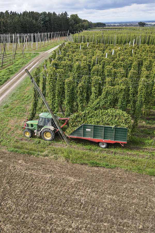 Ein Traktor sammelt reifen Hopfen.