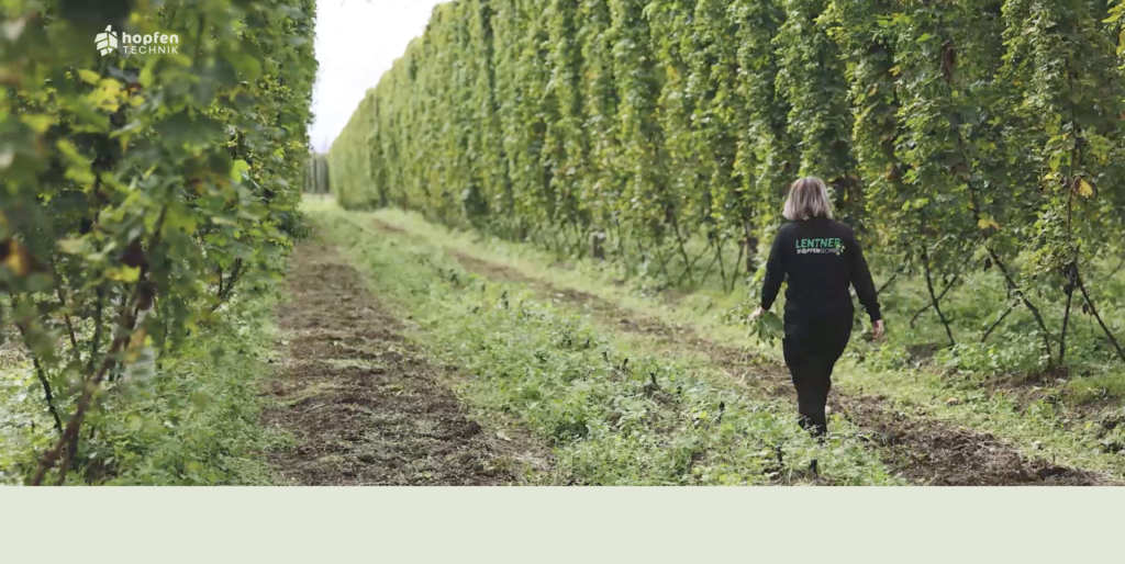 Eine Frau geht durch die grünen Reihen des hängenden Hopfens.