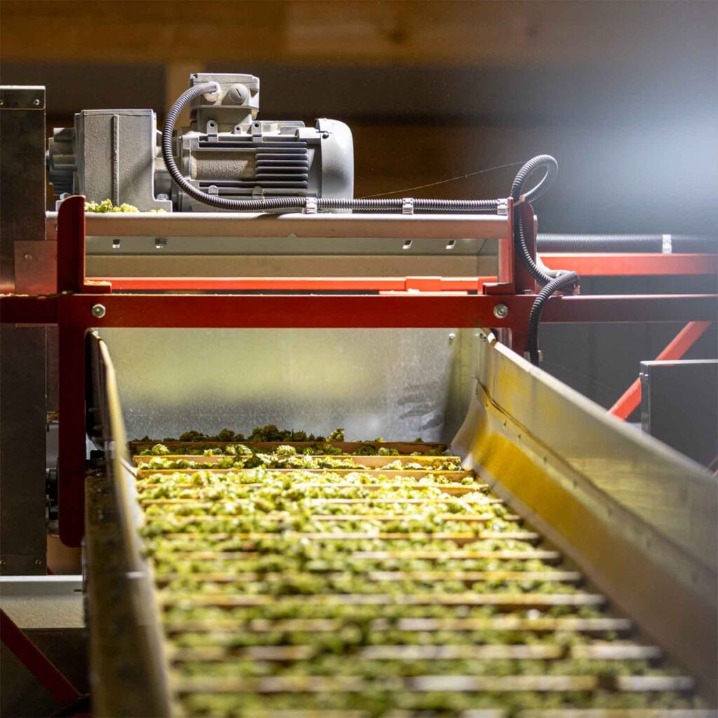 Ein Beförderungsband befördert Hopfen in eine Maschine.