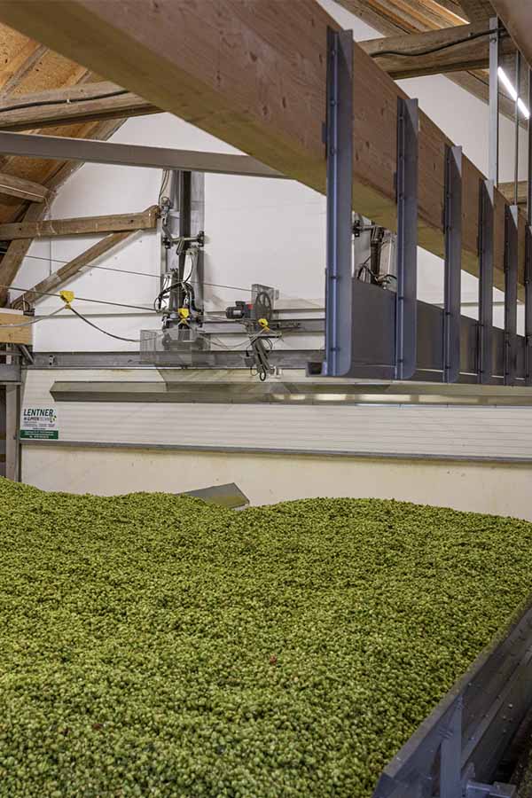 Ein großes Auffangbecken mit Hopfen.